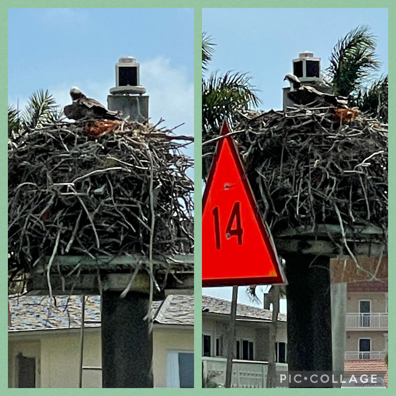 Osprey nesting in the waterway outside their condo