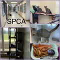 Visiting the SPCA and eating Funnel Fries