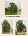 The “Wall of China” trees we planted in front of our old house