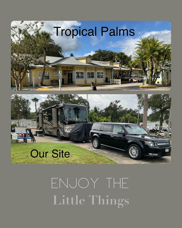 Tropical Palms & Our Site #317