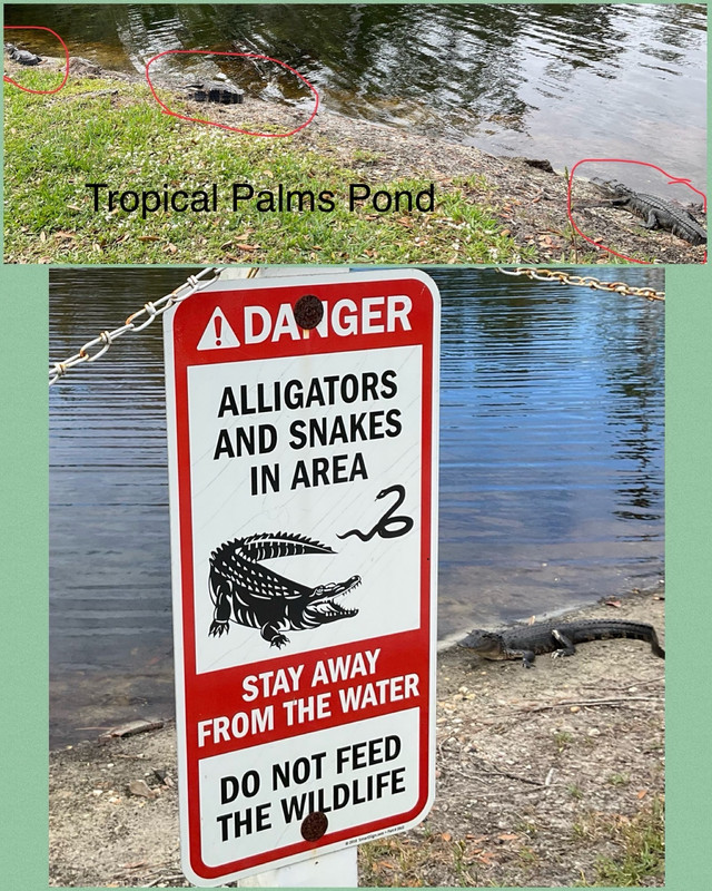Alligators in our pond