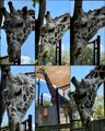 A big giraffe