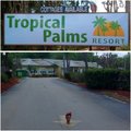 Goodbye Tropical Palms