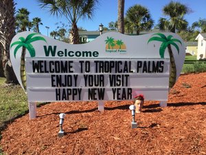 Topical Palms