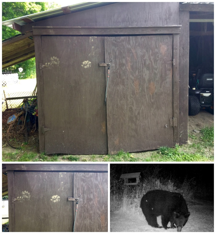 Shed with bear paw prints 