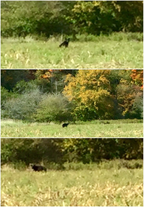 The bear in the field