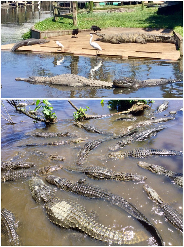 More alligators 