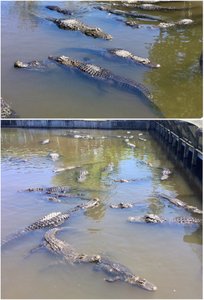 Even more alligators 