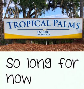 Tropical Palms 