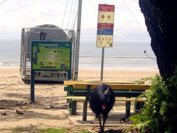 Cassowary and Sign