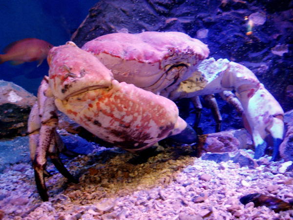 Massive crab