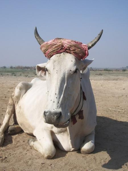Krishna Cow
