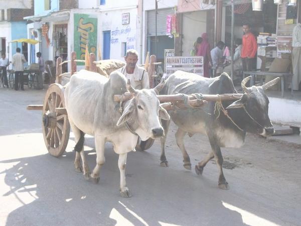 Local Transport, Madya Pradesh