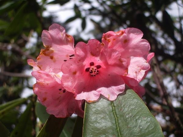 Rhododendron again