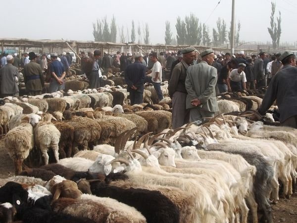 The Sunday Livestock Market, Kashgar