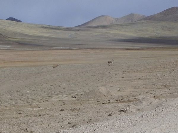 Tibetan Gazelles