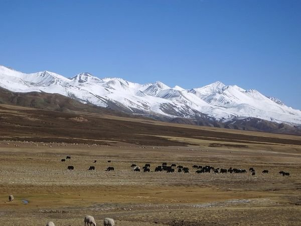 Herds on the Jerko La, c.4800m