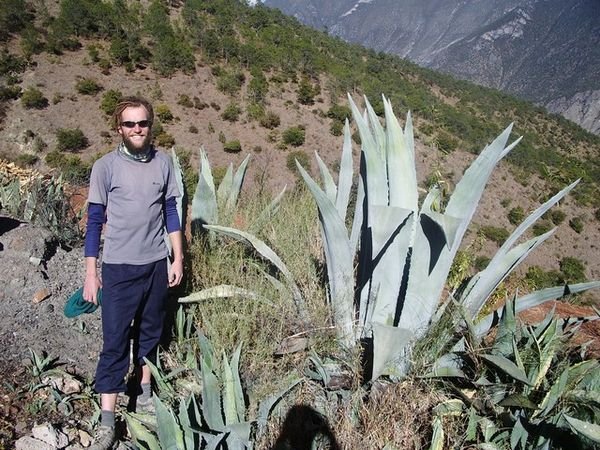 Giant Aloe