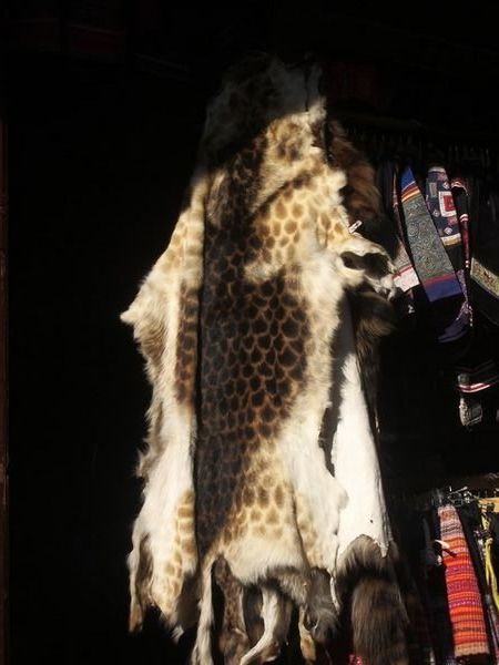 Leopard-Looking Skin, Zhongdian