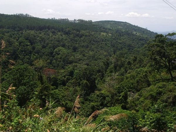 Lush Rainforest up near Dalat