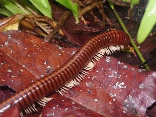 Millie The Millipede