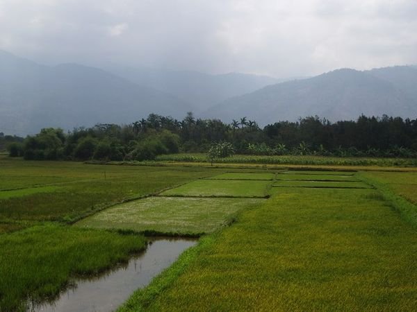 Rice Plateau