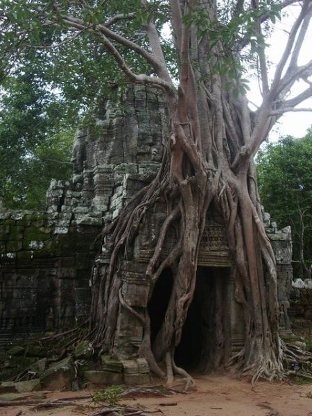 Tree Temple