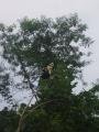 Wreathed Hornbills