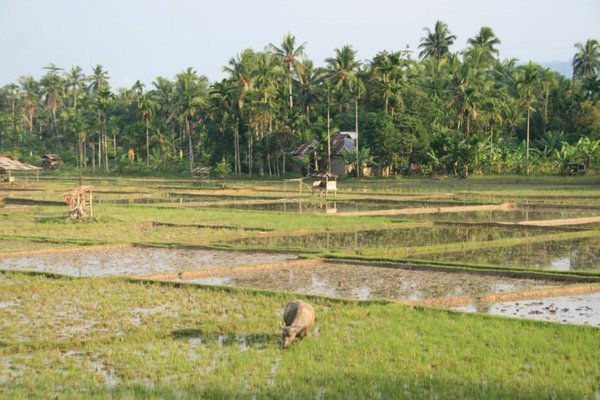 Rural Sumatra