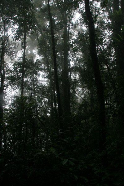 Hutan Kerinci