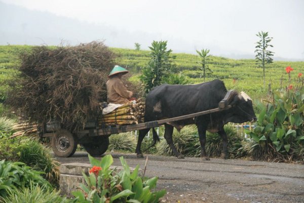 Traditional Transport, Kerinci
