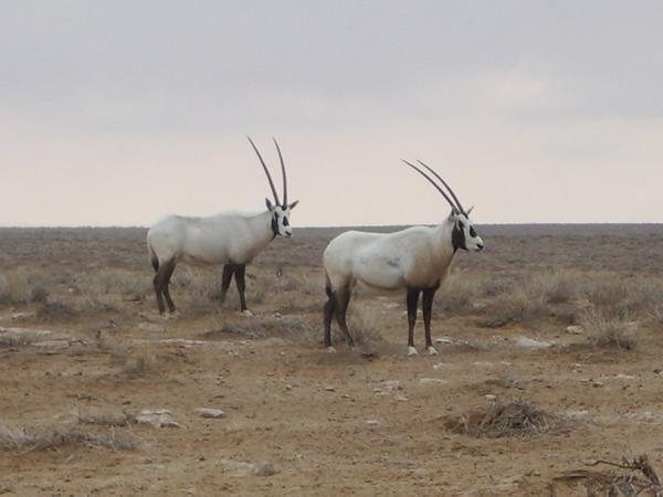Arabian Oryx, Talila reserve