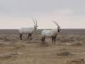 Arabian Oryx, Talila reserve