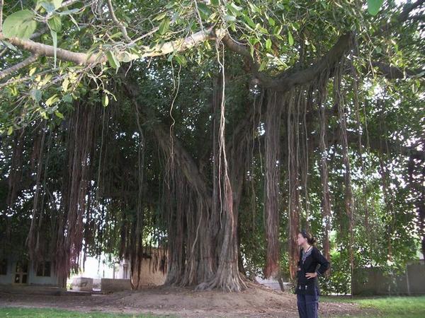 Erika and the Sacred Banyan tree