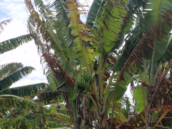 wild wachsende Bananen