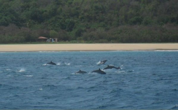 eine ganze Gruppe von Delfinen