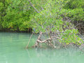 Mangroven und blauer Reiher