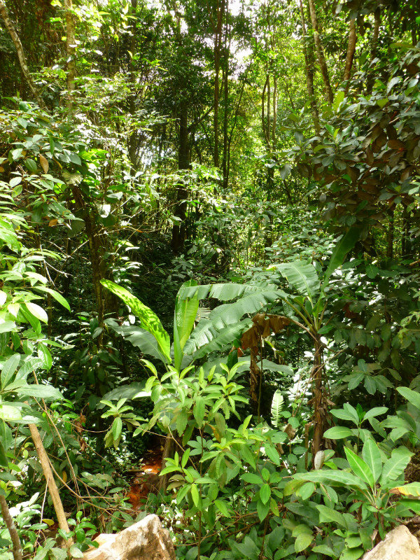 brasilianischer Regenwald