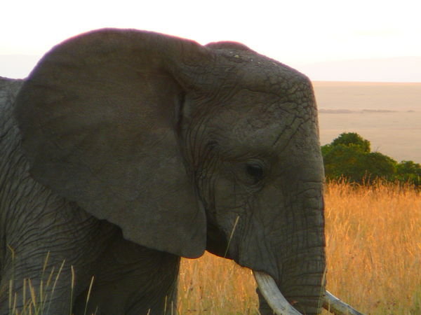 Morning Masai Mara Elephant