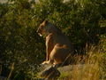 Masai mara Lion