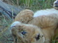 Lion Cub Rolling Around