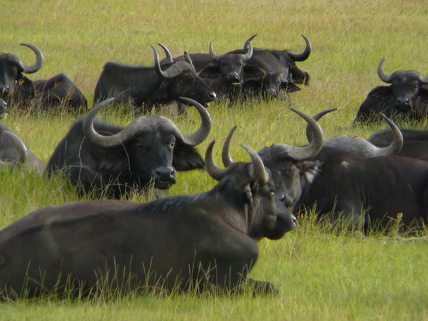 Buffalo at Lake Nakuru