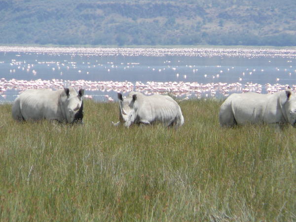 Three Rhino at Lake Nakuru