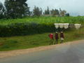 Children of Kenya