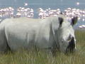 White Rhino in pink