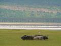 Rift Valley- Lake Nakuru Buffalo