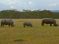 Rhino family at Lake Nakuru