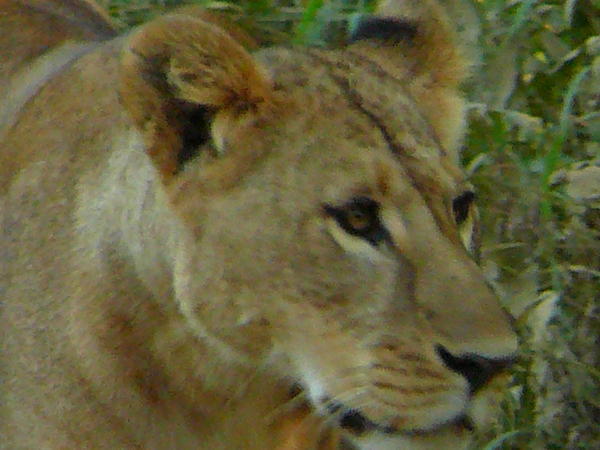 Lake Nakuru Lionness  Up Close