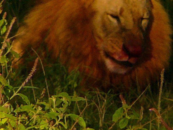 Lake Nakuru Lion Breakfast