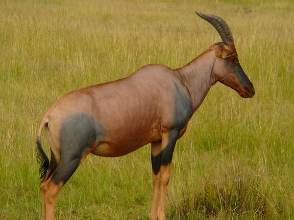 Masai Mara Topi 